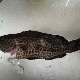 オオモンハタ