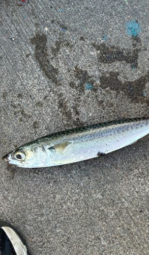 サバの釣果