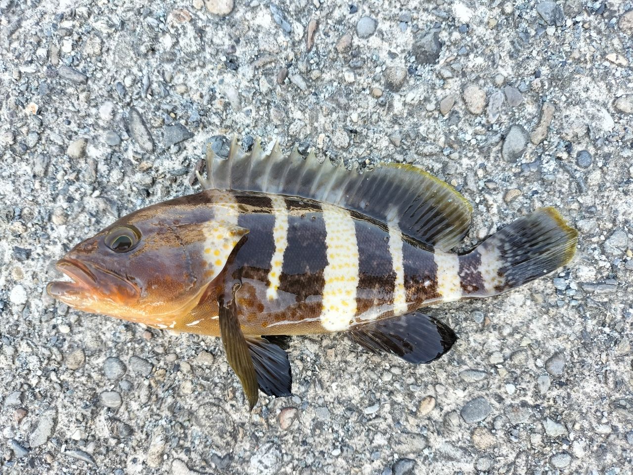 オオモンハタ