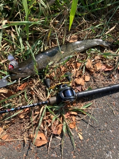 ニホンナマズの釣果
