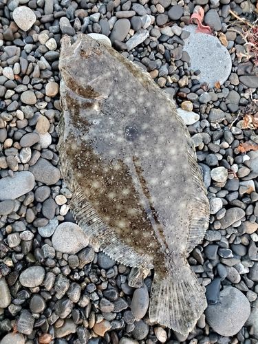 ヒラメの釣果