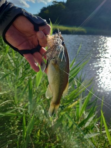 ラージマウスバスの釣果