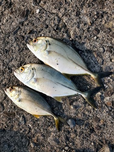 メッキの釣果