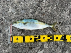 ハマチの釣果