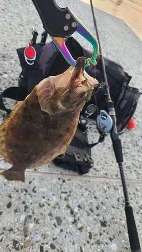ソゲの釣果