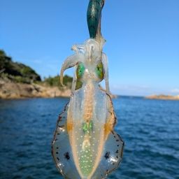 アオリイカ
