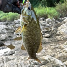 スモールマウスバス