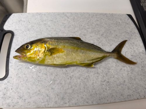 ショゴの釣果