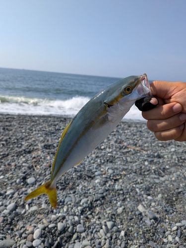 ワカシの釣果
