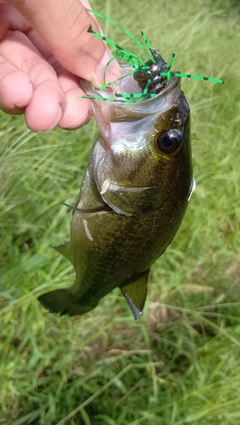 ラージマウスバスの釣果