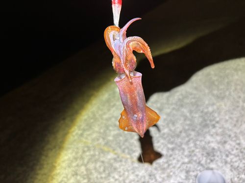 ケンサキイカの釣果