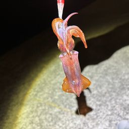 ケンサキイカ