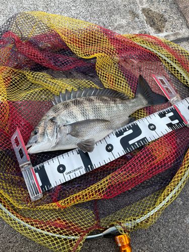 チヌの釣果