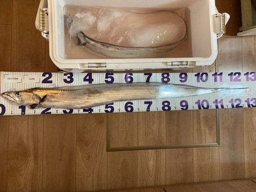 タチウオの釣果