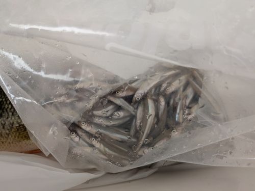ワカサギの釣果