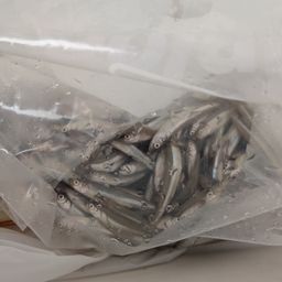 ワカサギ