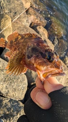 カサゴの釣果