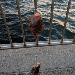 カサゴ