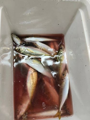 アジの釣果