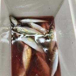 アジ