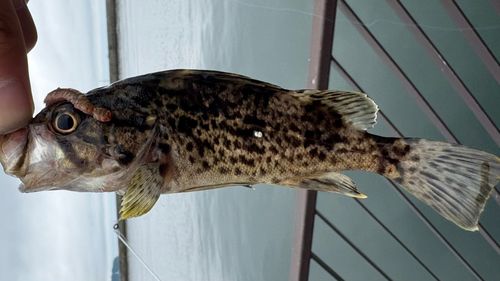 クロソイの釣果