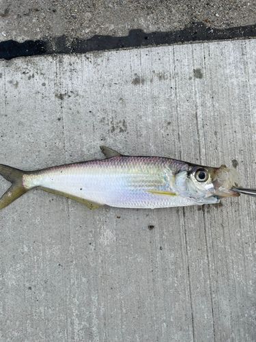 ヒラの釣果