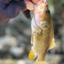 スモールマウスバス