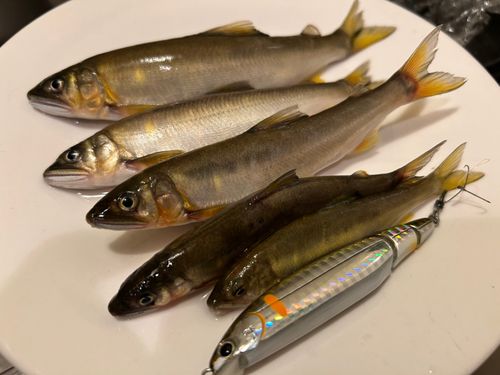 アユの釣果