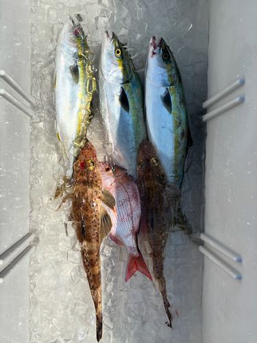 ハマチの釣果