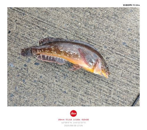 アイナメの釣果