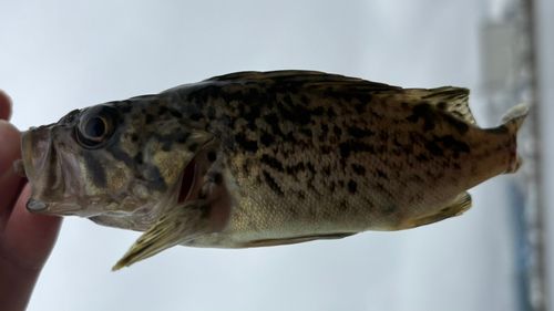 クロソイの釣果