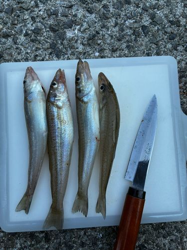 キスの釣果