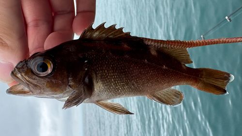 エゾメバルの釣果