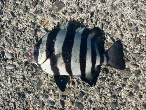 サンバソウの釣果