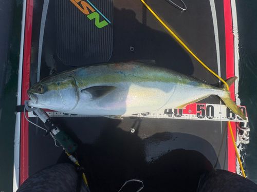 ワラサの釣果