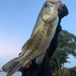 ブラックバス