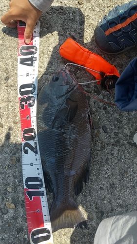 グレの釣果