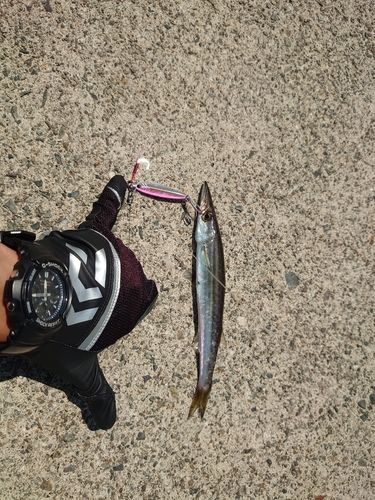 ヤマトカマスの釣果