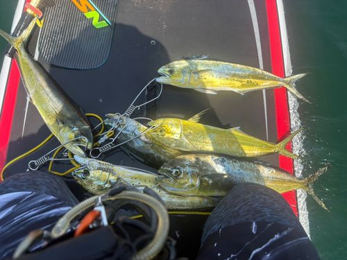 シイラの釣果