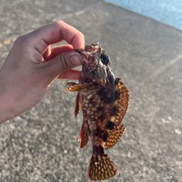 カサゴ