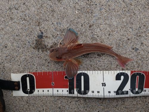 オニカナガシラの釣果