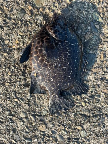 イシガキダイの釣果