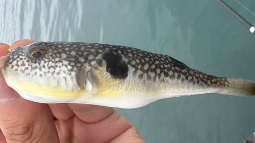 クサフグの釣果