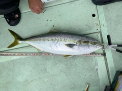 ワラサの釣果