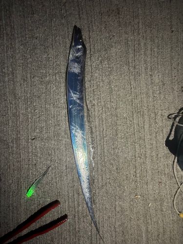 タチウオの釣果