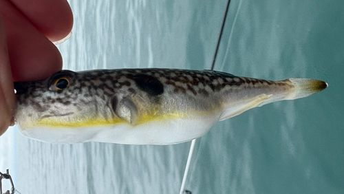 クサフグの釣果