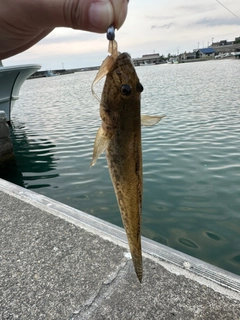 マハゼの釣果