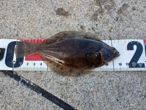 カレイの釣果