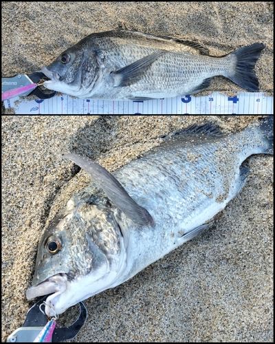 チヌの釣果