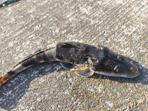 ワニゴチの釣果